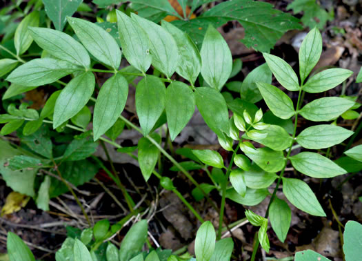 image of Polemonium reptans var. reptans, Spreading Jacob's-ladder, Creeping Jacob's-ladder, Greek Valerian