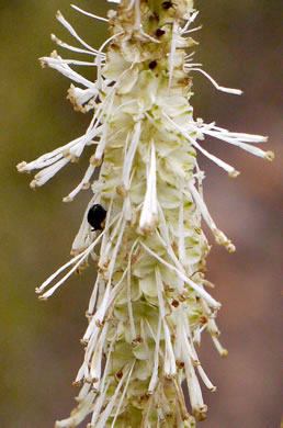 image of Sanguisorba canadensis, Canada Burnet, American Burnet, White Burnet