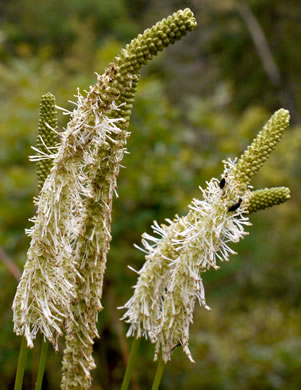 flower of Sanguisorba canadensis, Canada Burnet, American Burnet, White Burnet