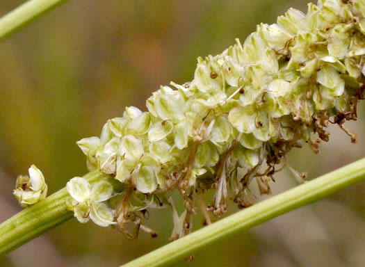 sepals or bracts of Sanguisorba canadensis, Canada Burnet, American Burnet, White Burnet