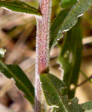 image of Liatris scariosa, Northern Blazing-star