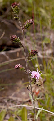 image of Liatris scariosa, Northern Blazing-star