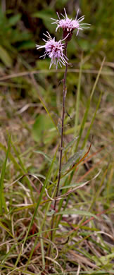 image of Liatris scariosa, Northern Blazing-star