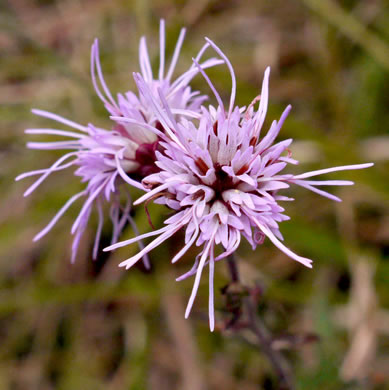 image of Liatris scariosa, Northern Blazing-star