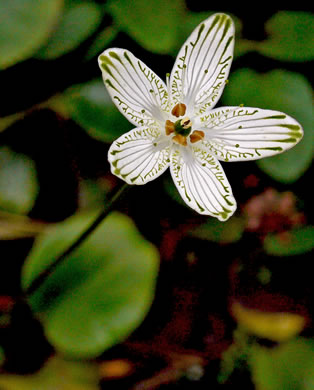 image of Parnassia grandifolia, Bigleaf Grass-of-Parnassus, Limeseep Parnassia