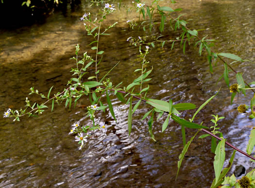 image of Symphyotrichum puniceum var. puniceum, Purplestem Aster, Swamp Aster