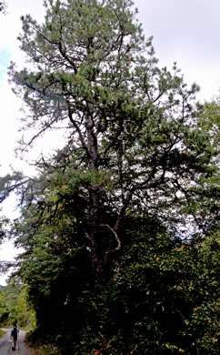 image of Pinus rigida, Pitch Pine