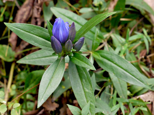 image of Gentiana saponaria, Soapwort Gentian, Harvestbells