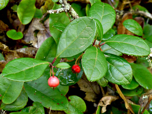 image of Gaultheria procumbens, Wintergreen, Teaberry