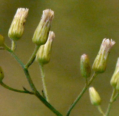 sepals or bracts of Erigeron pusillus, Southern Horseweed