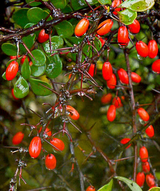 Berry Identification Chart