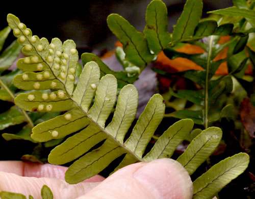 image of Polypodium virginianum, Common Rockcap Fern, Rock Polypody