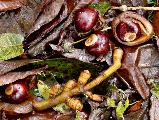 image of Aesculus flava, Yellow Buckeye