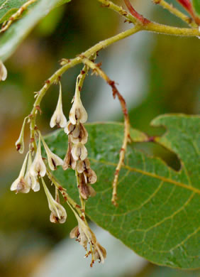 image of Reynoutria sachalinensis, Giant Knotweed, Sachaline