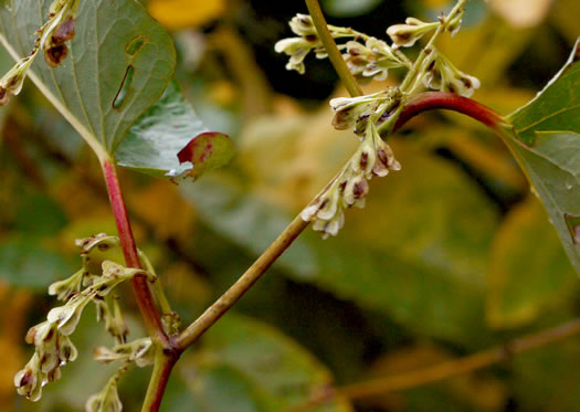 image of Reynoutria sachalinensis, Giant Knotweed, Sachaline