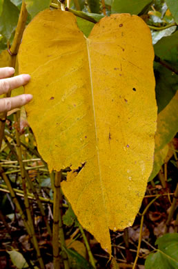 image of Reynoutria sachalinensis, Giant Knotweed, Sachaline