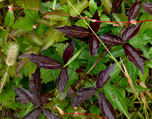 image of Clematis virginiana, Virgin's Bower