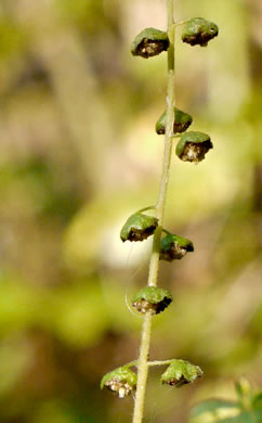 image of Ambrosia artemisiifolia, Annual Ragweed, Common Ragweed, Hogweed