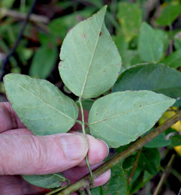 image of Desmodium laevigatum, Smooth Tick-trefoil