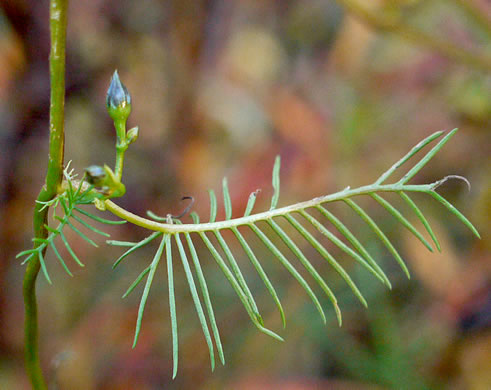 image of Ipomoea quamoclit, Cypress-vine