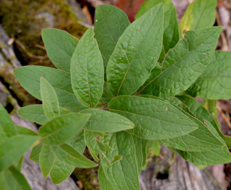 image of Solidago petiolaris var. petiolaris, Downy Ragged Goldenrod, Downy Goldenrod