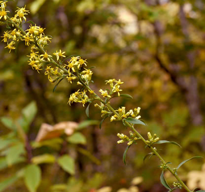 image of Solidago erecta, Slender Goldenrod, Erect Goldenrod