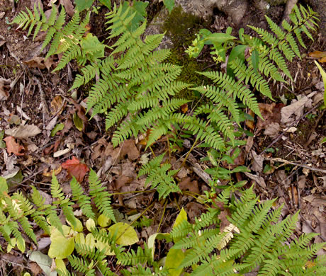 image of Dryopteris marginalis, Marginal Woodfern, Marginal Shield-fern