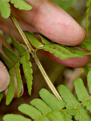 image of Dryopteris marginalis, Marginal Woodfern, Marginal Shield-fern