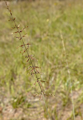 Sporobolus junceus, Sandhills Dropseed, Pineywoods Dropseed