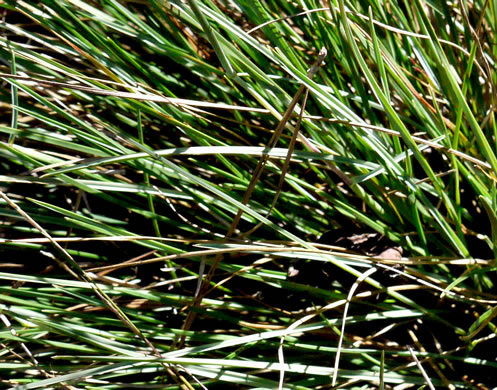 image of Sporobolus junceus, Sandhills Dropseed, Pineywoods Dropseed