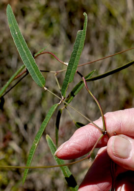 image of Centrosema virginianum var. virginianum, Climbing Butterfly-pea, Spurred Butterfly-pea