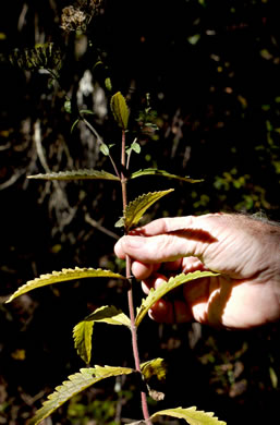 image of Eupatorium album, White Boneset, White-bracted Thoroughwort, White Thoroughwort, White Eupatorium