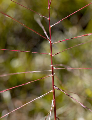 image of Gymnopogon ambiguus, Eastern Skeletongrass, Eastern Beardgrass, Bearded Skeletongrass, Broadleaf Beardgrass