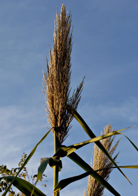 image of Arundo donax, Giant Reed