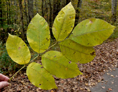 Fraxinus biltmoreana, Biltmore Ash, Biltmore White Ash