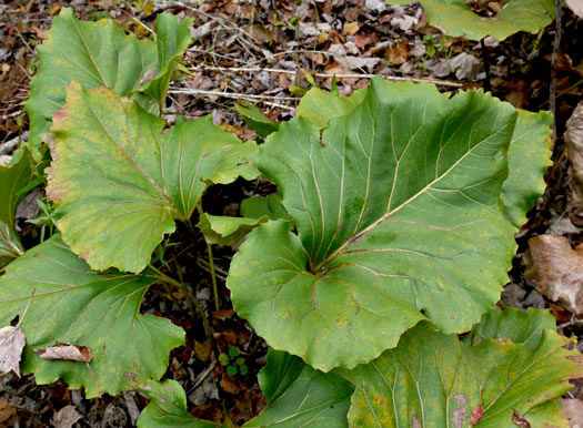 image of Silphium reniforme, Ragged Rosinweed, Kidneyleaf Rosinweed