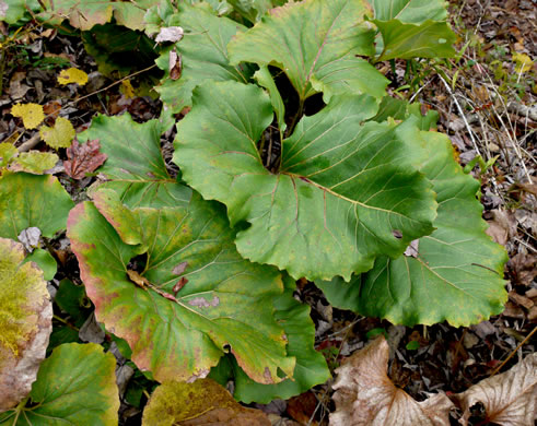 image of Silphium reniforme, Ragged Rosinweed, Kidneyleaf Rosinweed