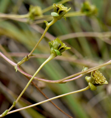 image of Silphium reniforme, Ragged Rosinweed, Kidneyleaf Rosinweed
