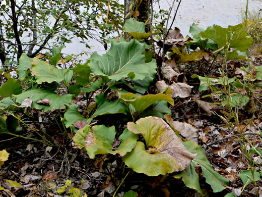 image of Silphium reniforme, Ragged Rosinweed, Kidneyleaf Rosinweed