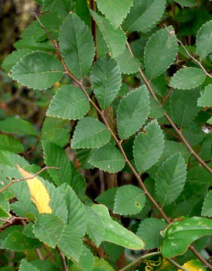 image of Ulmus parvifolia, Lacebark Elm, Chinese Elm