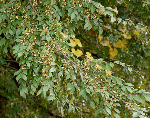 image of Ulmus parvifolia, Lacebark Elm, Chinese Elm