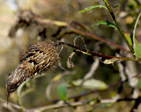 image of Cirsium altissimum, Tall Thistle