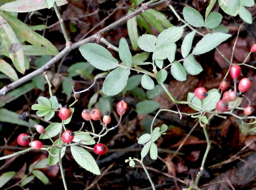 image of Rosa multiflora, Multiflora Rose