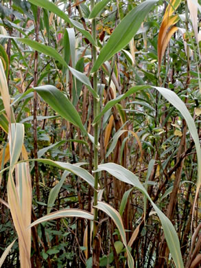 image of Arundo donax, Giant Reed