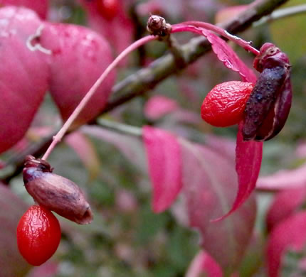 image of Euonymus alatus, Burning-bush, Winged Euonymus, Winged Wahoo