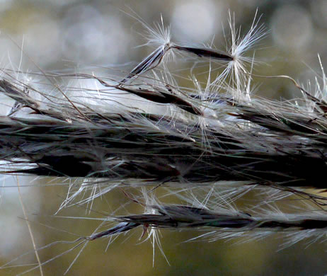 image of Erianthus contortus, Bent-awn Plumegrass