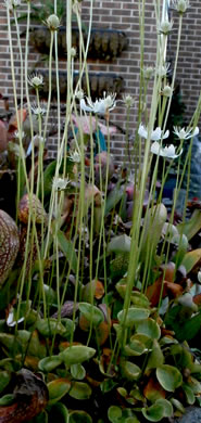 image of Parnassia caroliniana, Carolina Grass-of-Parnassus, Savanna Parnassia, Eyebright