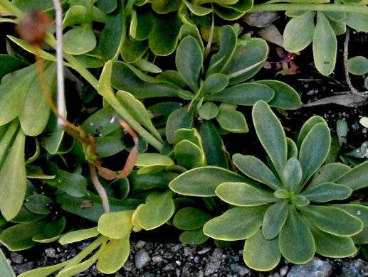 image of Polygala lutea, Orange Milkwort, Red-hot-poker, Candyroot, Yellow Bachelor's-buttons