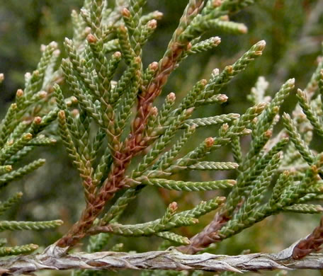 image of Juniperus virginiana, Eastern Red Cedar