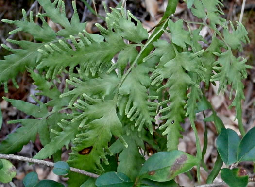 image of Lygodium japonicum, Japanese Climbing Fern